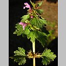 Lamium incisum (jasnota mieszańcowa)