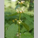 Galeobdolon luteum ssp. montanum (gajowiec żółty górski)
