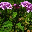 Lantana montevidensis