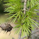 Larix occidentalis (modrzew zachodni)