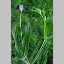 Lathyrus hirsutus (groszek kosmatostrąkowy)