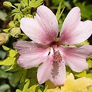 Malva acerifolia