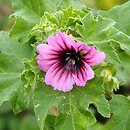 Malva arborea