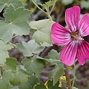 Malva assurgentiflora
