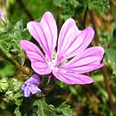 Malva multiflora