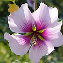 Malva subovata