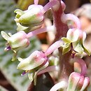 Ledebouria socialis (ledeburia kępiasta)