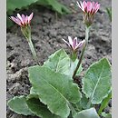 Leibnitzia nepalensis