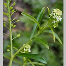 Lepidium virginicum (pieprzyca wirgińska)