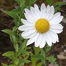 Leucanthemella serotina (złocieńczyk późny)