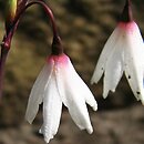 Acis autumnalis (śnieżyca jesienna)