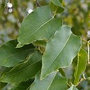 Ligustrum compactum