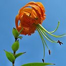Lilium henryi (lilia Henry'ego)