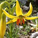 Lilium jankae