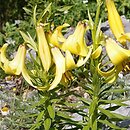 Lilium kesselringianum (lilia Kesselringa)