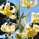 Lilium monadelphum (lilia zrosłopręcikowa)