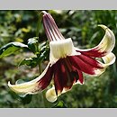 Lilium nepalense (lilia nepalska)