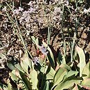 Limonium vulgare (zatrwian zwyczajny)