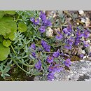 Linaria alpina