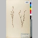 Linaria arvensis (lnica polna)