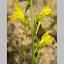 Linaria dalmatica (lnica dalmacka)