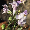 Linaria repens (lnica kreskowana)