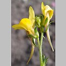Linaria saxatilis ssp. glabrescens (lnica skalna)