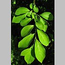Lindera benzoin (lindera zwyczajna)
