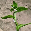 Lobelia inflata (lobelia rozdęta)