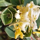 Lonicera implexa (wiciokrzew wyniosły)