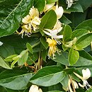 Lonicera japonica (wiciokrzew japoński)