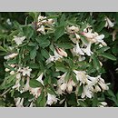 Lonicera pyrenaica