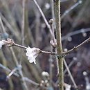Lonicera setifera