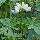 Lupinus mutabilis (łubin indyjski)