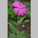 Lychnis flos-jovis (firletka Jowisza)