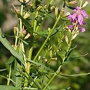 Lythrum virgatum (krwawnica rózgowata)