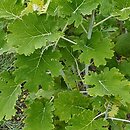 Macleaya (bokkonia)