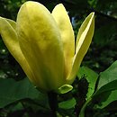 Magnolia ×brooklynensis Yellow Bird