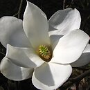 Magnolia denudata (magnolia naga)