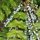 Berberis bealei (mahonia skórzastolistna)