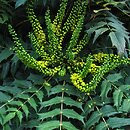 Mahonia ×media