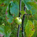 Malus coronaria