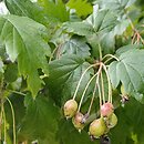 Malus florentina