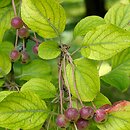 Malus hupehensis (jabłoń hupeheńska)