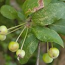 Malus ×micromalus