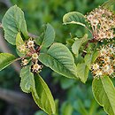 Malus prattii (jabłoń Pratta)