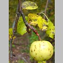Malus sylvestris (jabłoń dzika)