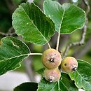 Macromeles tschonoskii (jabłoń Tschonoskiego)