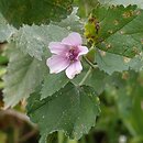 Malva bucharica