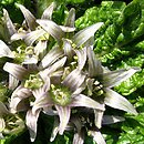 Mandragora officinarum (mandragora lekarska)